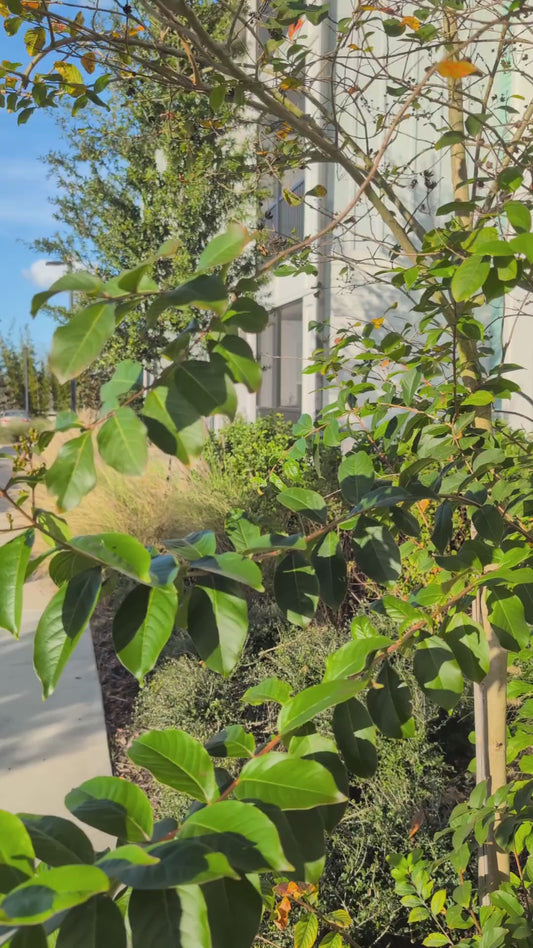 Carnotaurus Dino Keychain